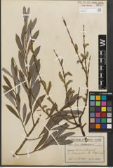 Foto von Salix purpurea L.